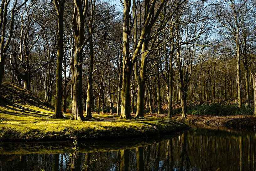 Wald im Vorfrühling von Boudewijn Vermeulen