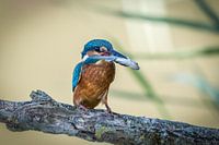Kingfisher