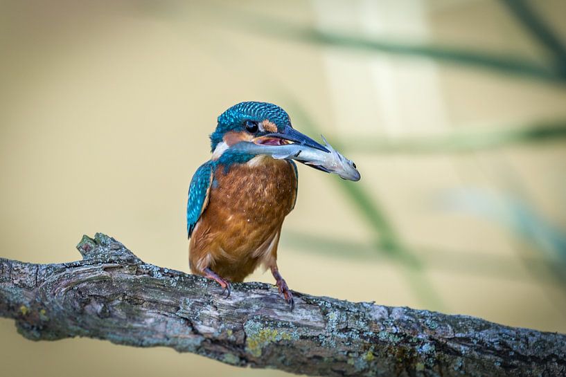 Kingfisher by Joop Lassooij