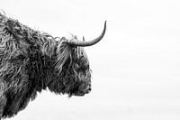 Schottischer Highlander