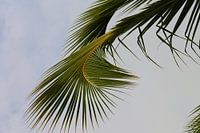 Gebogenes Palmblatt 2