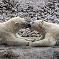 Two polar bears in love