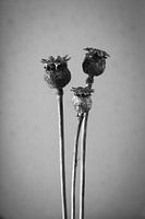 Botanisches Porträt