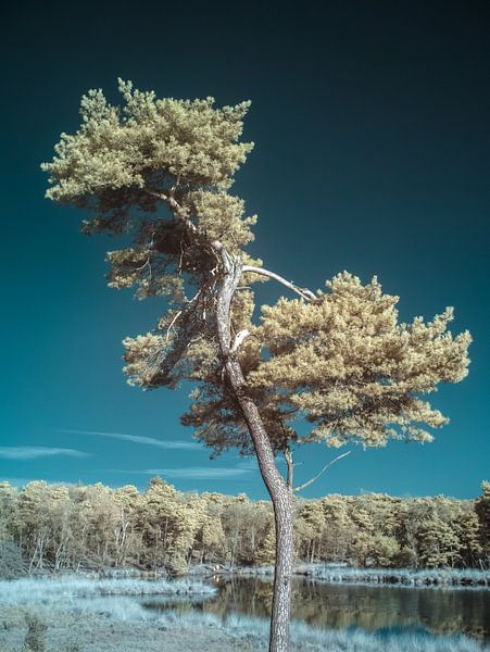 Bonsai? von Lex Schulte