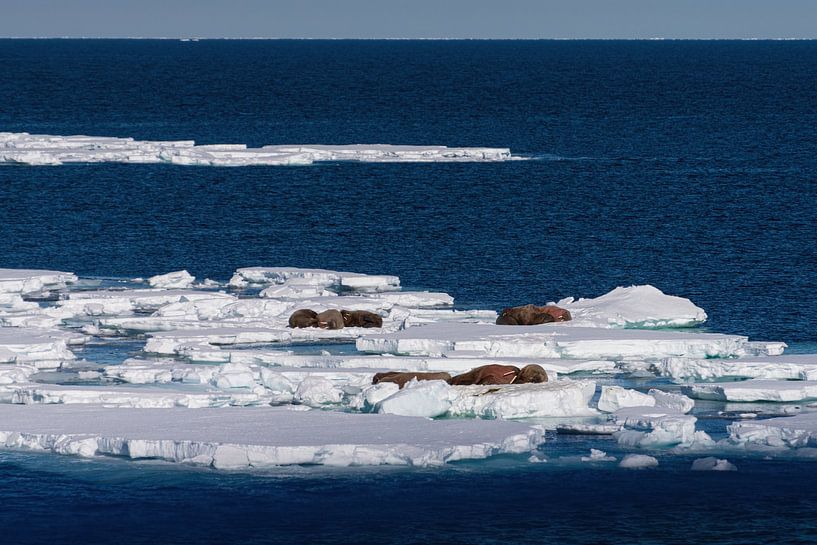 Banquise avec morse par Merijn Loch