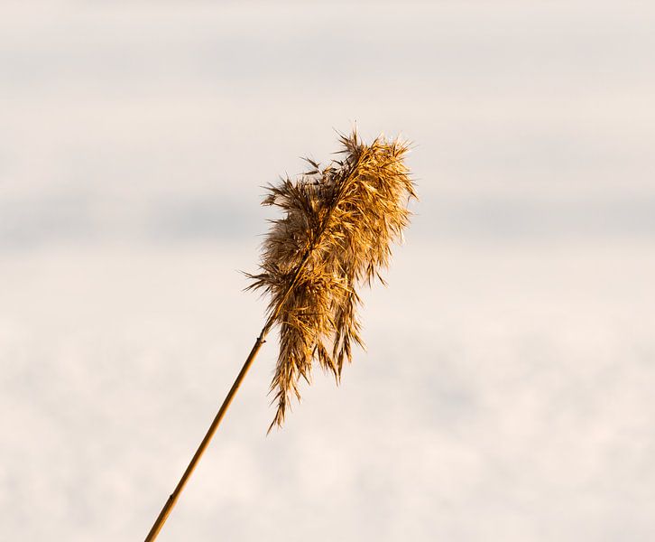 Winter reed by Erik Brask Photography