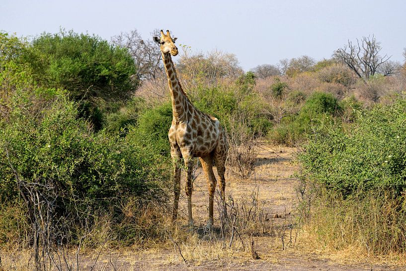 Junge Giraffe auf Erkundung von Merijn Loch