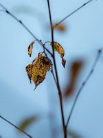 Last leaves 2