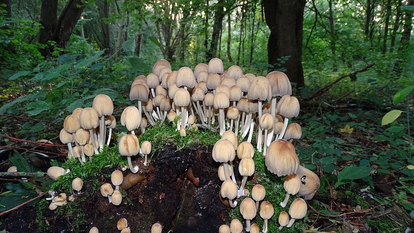 paddestoel von Foto Shooter