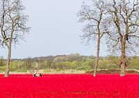 Reiten zwischen den Tulpen