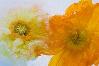 Icelandic poppy in ice 2022 - 3