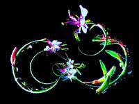 The dance of the Blackthorn.