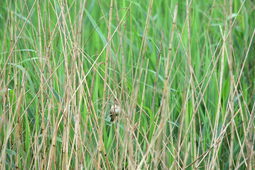 Un petit oiseau brun dans les roseaux par Gerard de Zwaan