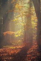 The sun gives a warm glow in this picture