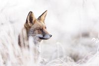 Renard d'hiver, une rencontre magique