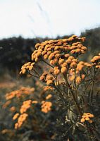 Bäuerlicher Wermut in Retro-Jacke | Makro | Natur |.