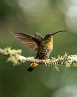 Aufsteigender Kolibri