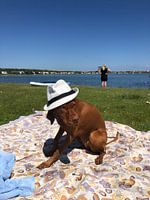 Vizsla Spy