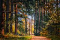 Autumn colours at Paleis het Loo