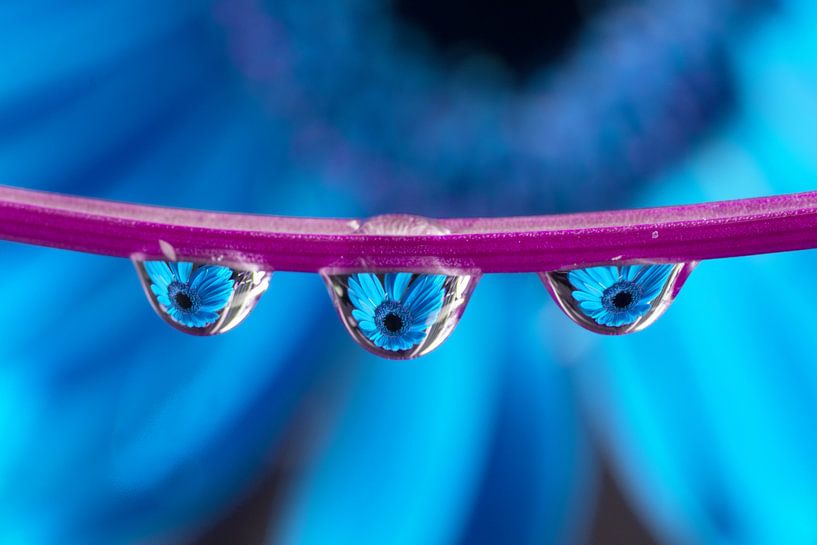 Triplet Gerbera (bleu) par Jacqueline Gerhardt