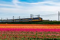 Bunte Zwiebelfelder in der Zwiebelregion