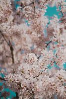 Zartrosa Blüte an einem Baum vor blauem Himmel