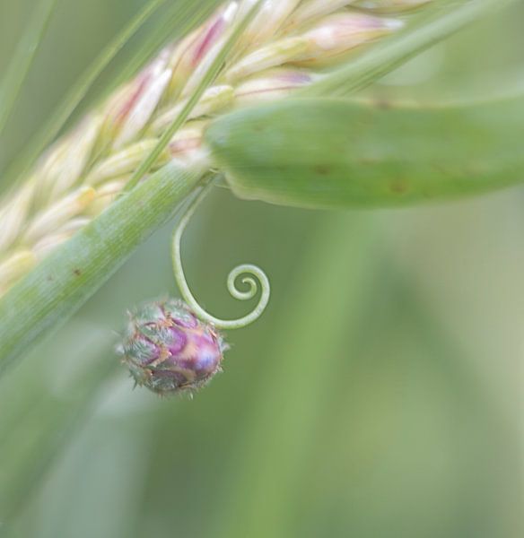 De Krul von Esther Bakker-van Aalderen