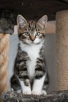 Kitten on the scratching post