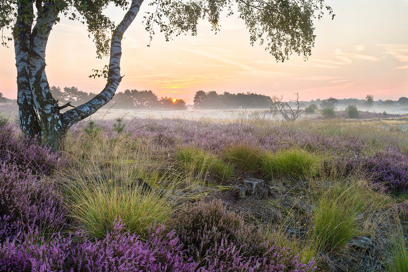 Birke auf der Heide von Joep de Groot