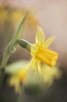 Sonnenschein in der Natur