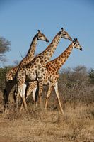 Trio de girafes