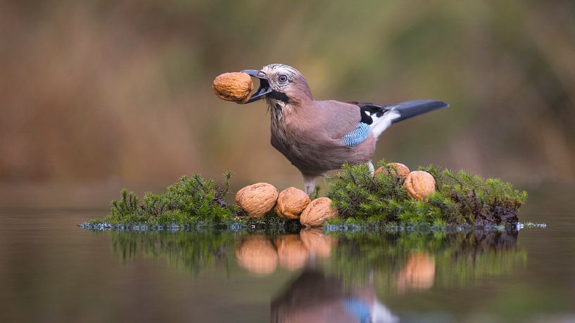 The collector by Jan-Willem Mantel