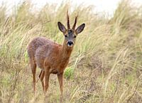 A roebuck on the dune