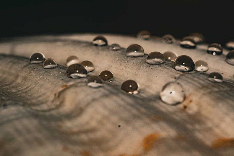 Shell with water droplets by Lars Jahnke