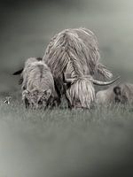 Grazing Scottish Highlanders