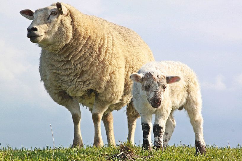 Mutterschaf mit Lamm von Augenblicke im Bild