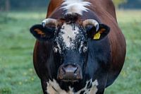 Race de vaches Witrik