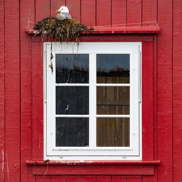 Das Fenster mit der Möwe von Ron van der Stappen