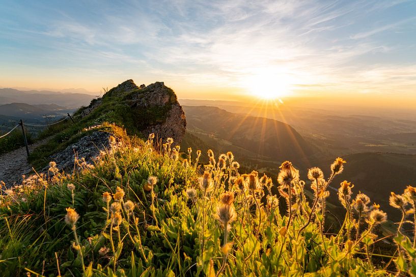 Flowery sunset on the Hochgrat by Leo Schindzielorz