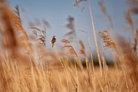 Symphonie estivale - Phragmite des roseaux parmi les roseaux ondulants