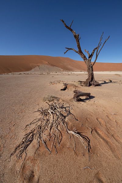 Hiddenvlei 1 von Albert Mendelewski