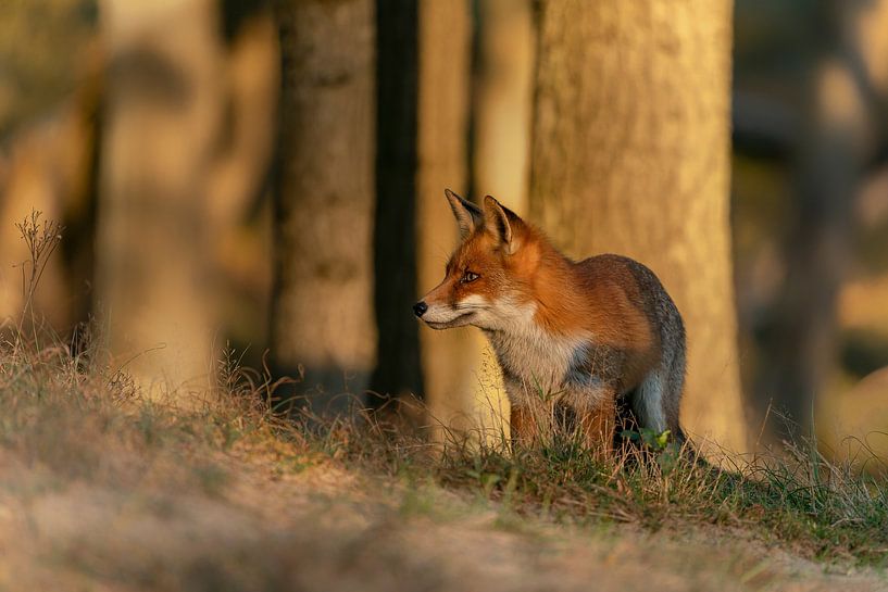 Le renard à l'affût par Albert Beukhof