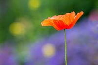 Coquelicot dans une prairie fleurie