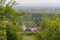 Forst an der Weinstraße