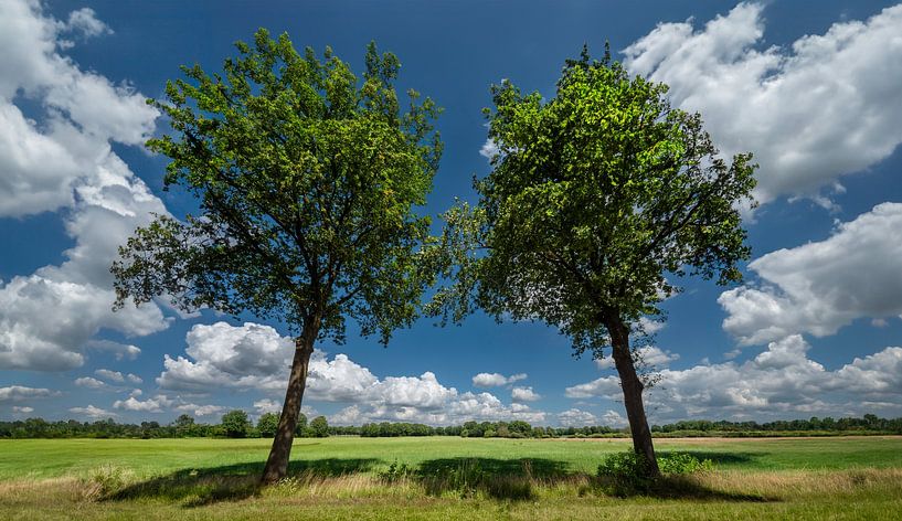 L'été en Drenthe par Kees van den Burg