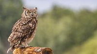 Hibou sur un bâton