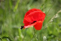 Fleur de pavot avec bourdon