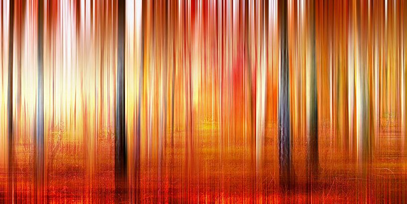 Forêt de bouleaux par Violetta Honkisz