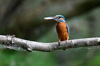 Frischer Fisch... am Tisch