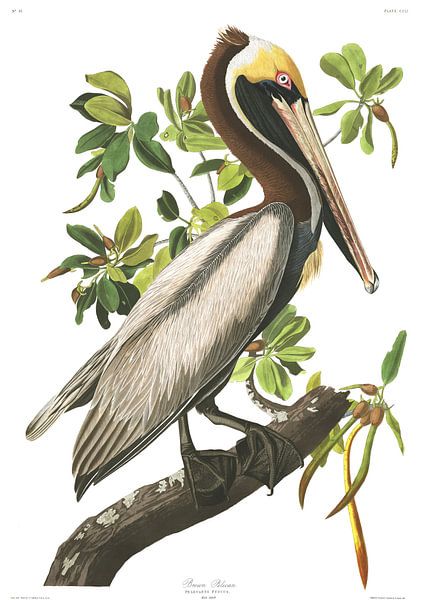 Pélican Brun par Birds of America